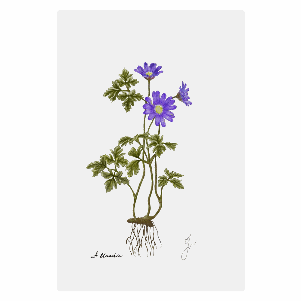 Anemone Blanda Metal poster, ChromaLuxe 20 cm x 30 cm.