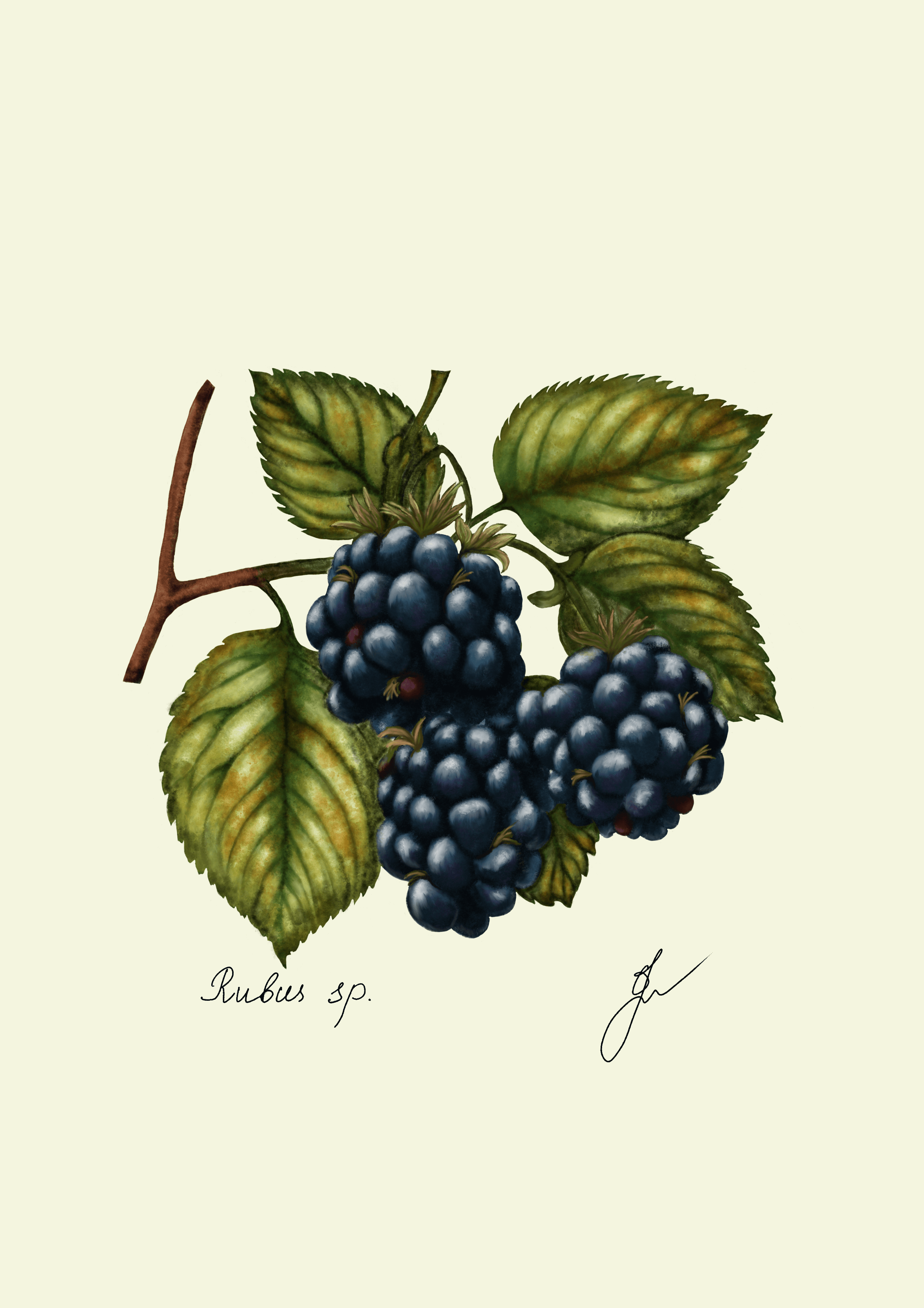 Illustration of Rubus sp. featuring ripe blackberries and green leaves on a soft background. Perfect for home decor.