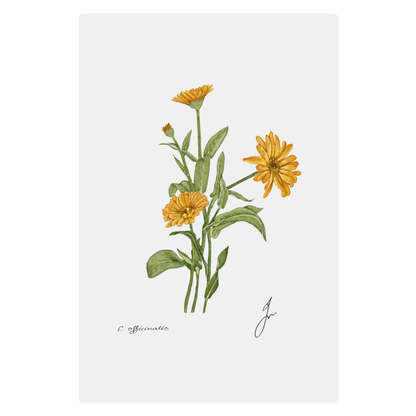 Calendula Metal poster, ChromaLuxe 20 cm x 30 cm.