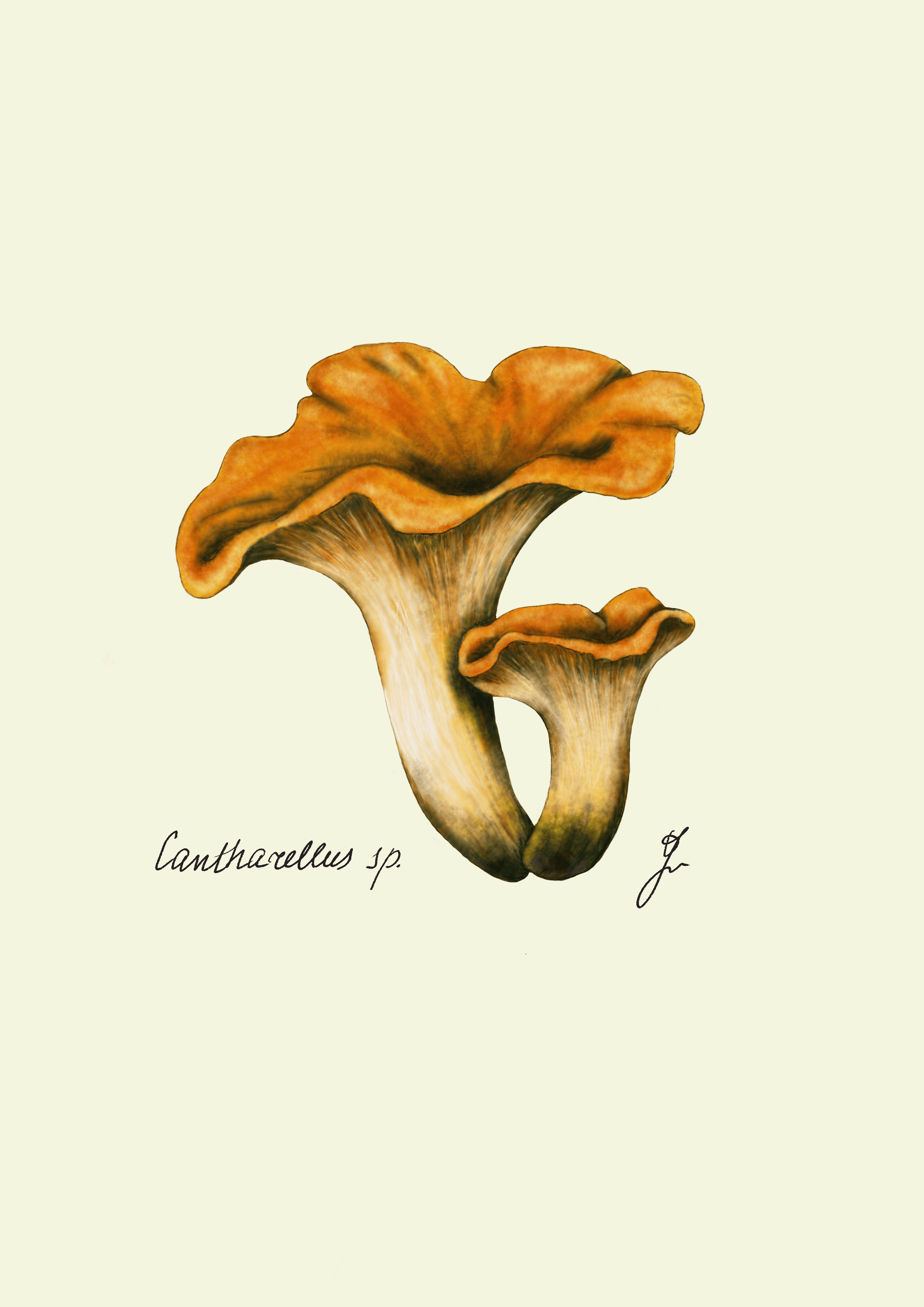 Golden chanterelle mushroom, Cantharellus cibarius, a prized edible fungus with a vibrant yellow hue and a delicate, funnel-shaped cap.