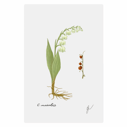 Convallaria - Metal poster