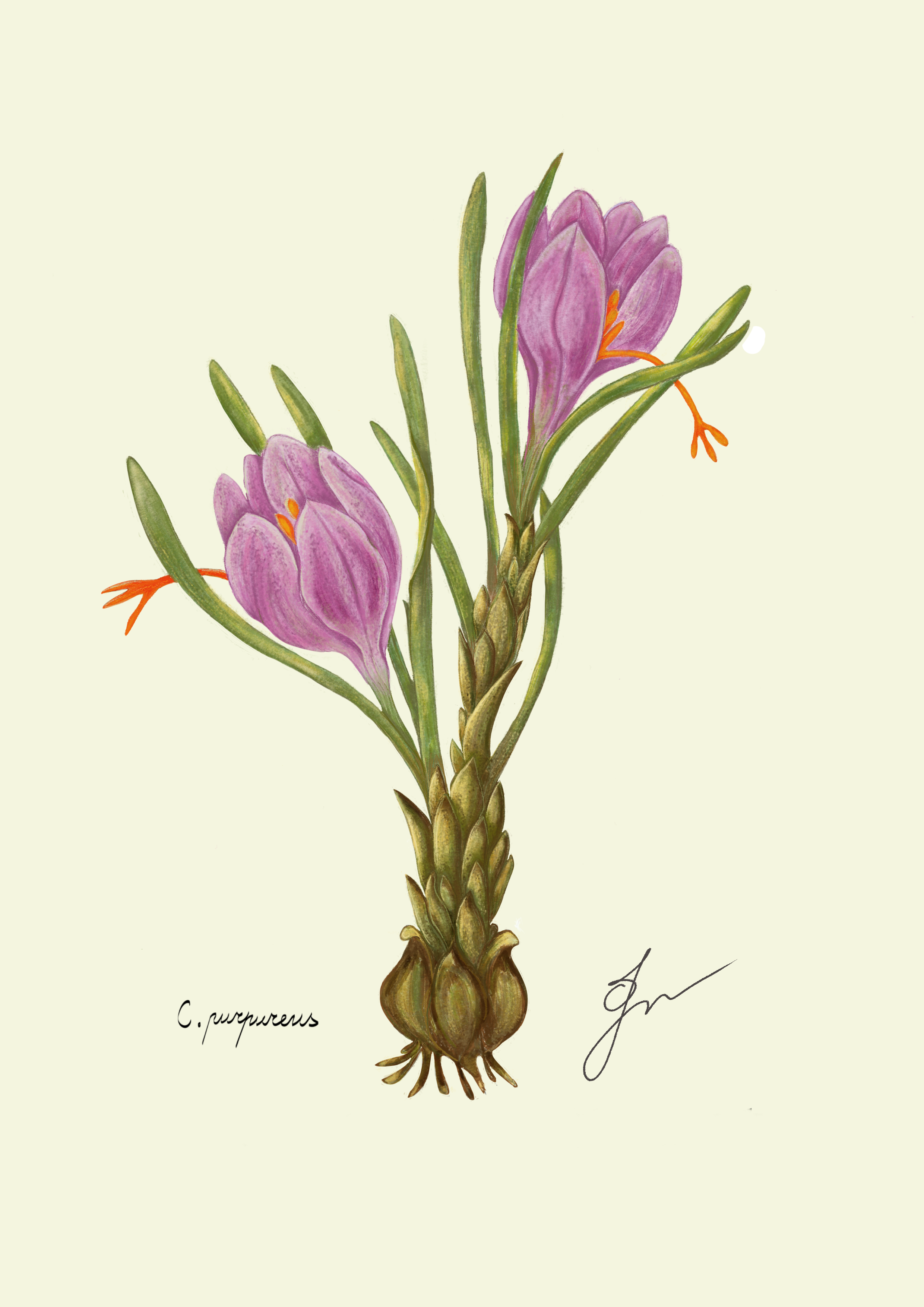 Crocus fine art print