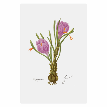 Crocus Metal poster, ChromaLuxe 20 cm x 30 cm.