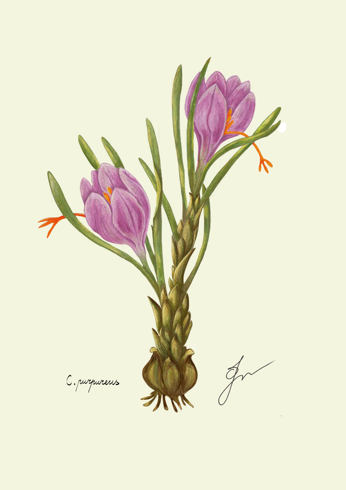 Crocus Art Print A4 for the Spring Flower Collection