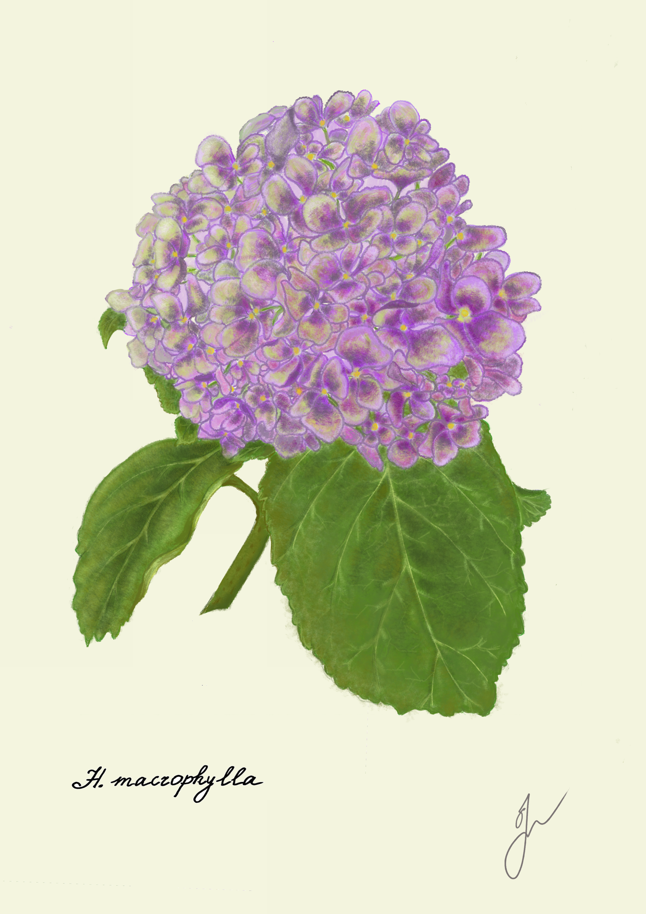 hortensia fine art print