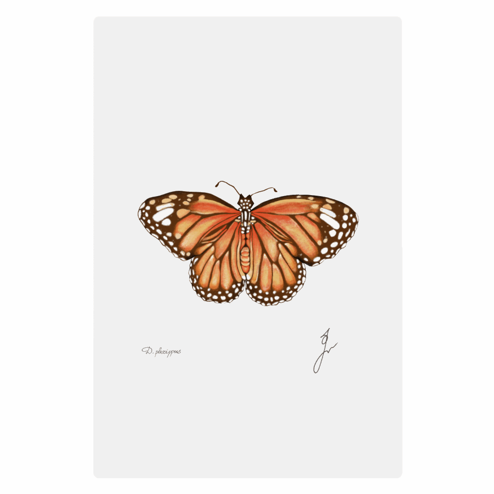 Monarch Metal poster, ChromaLuxe 20 cm x 30 cm.