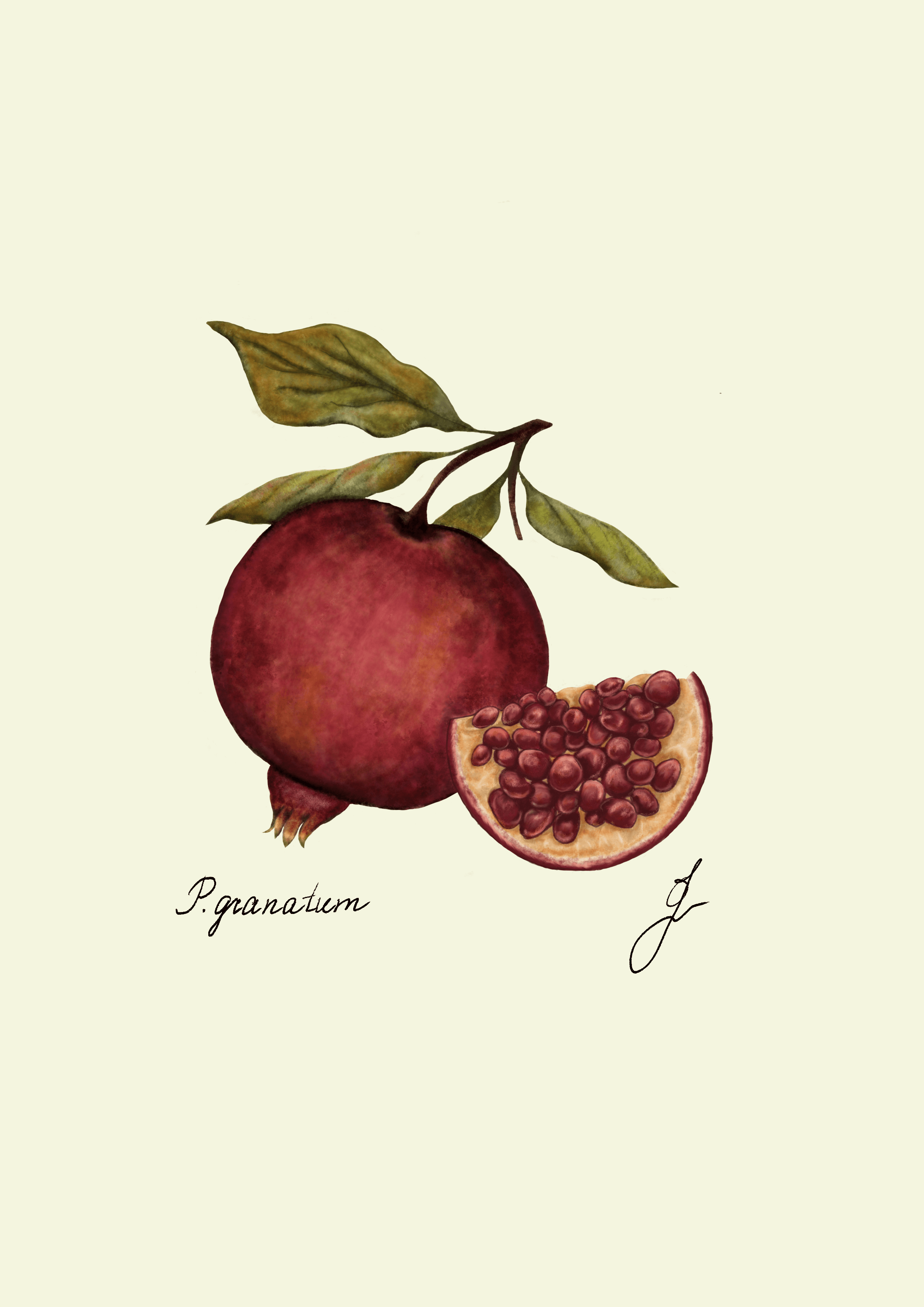 The pomegranate is a round, reddish-brown fruit with a tough, leathery rind. Inside, it's filled with hundreds of juicy, ruby-red seeds surrounded by a sweet, tangy pulp.