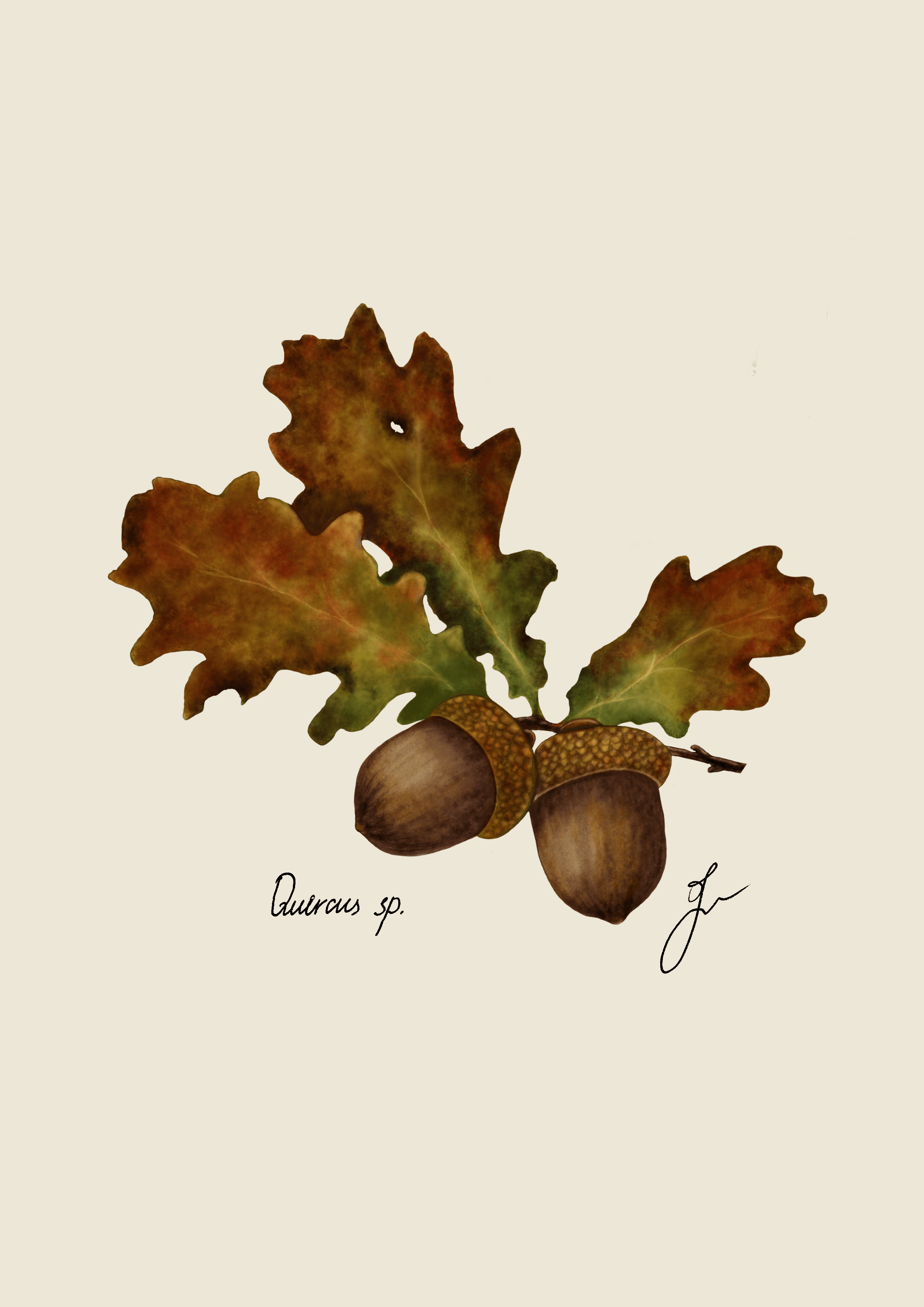 The Quercus leaf, or oak leaf, is typically lobed, with rounded edges and a pointed tip. It's quite rigid and leathery to the touch, with veins branching out from a central midrib.