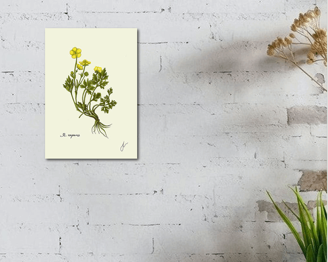 Ranunculus Repens fine art print on white wall