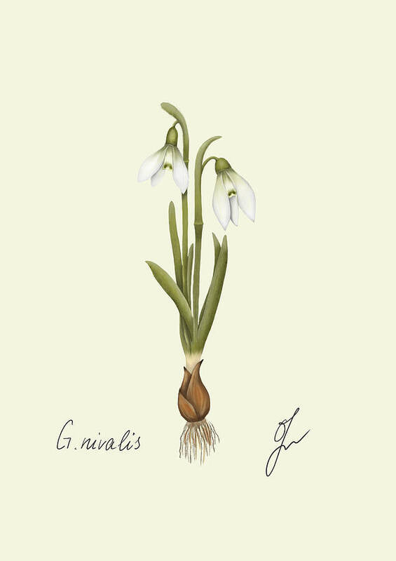 Snowdrop botanical art without frame