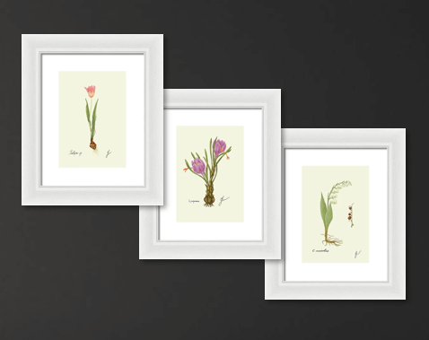 Spring Flower Trio - All White Framed Prints on dark background