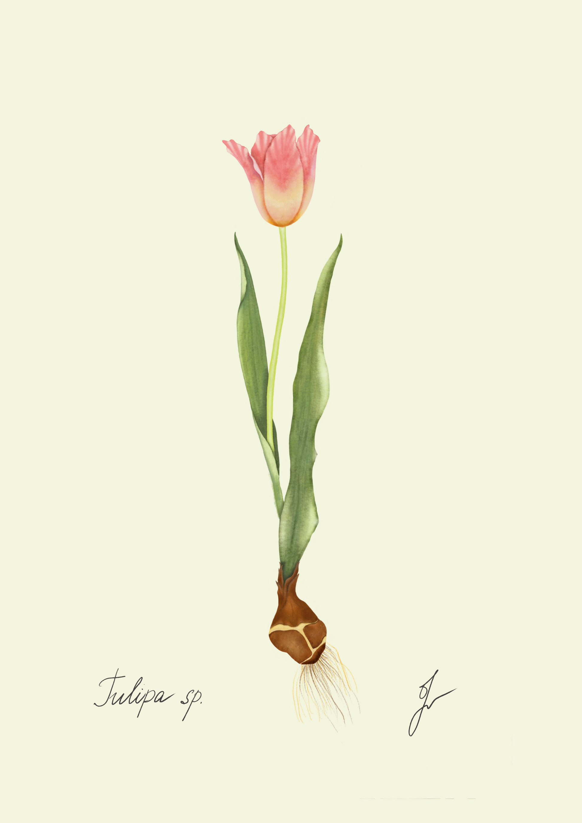Tulip Fine art print