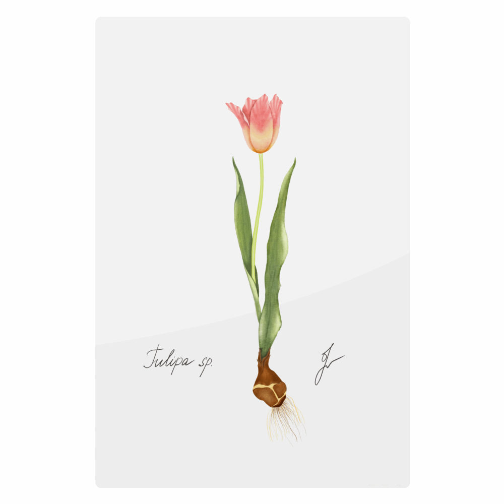 Tulip Metal Poster