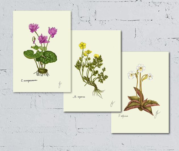 trio of alpine flowers, cyclamen, ranunculus, Pinguicola fine art prints on white wall