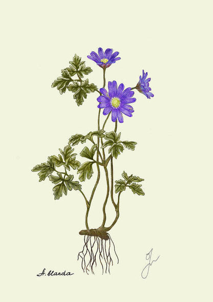 Anemone Blanda Fine art print 