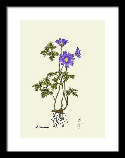 anemone blanda on black framed print