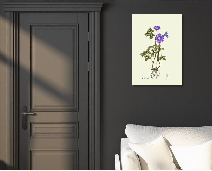 anemone fine art print on dark wall