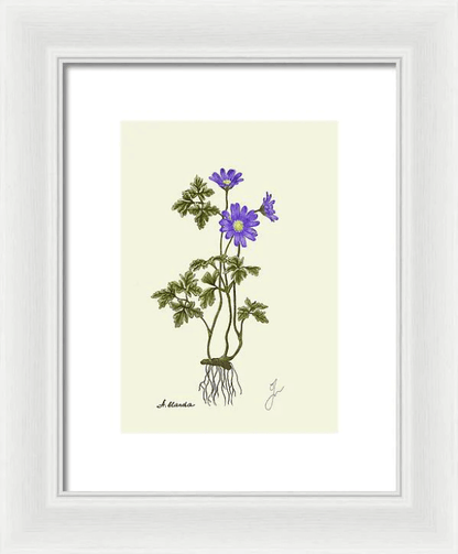 anemone blanda on white framed print