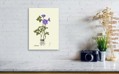 anemone canvas print on white wall. on a table a camera and a plant. 