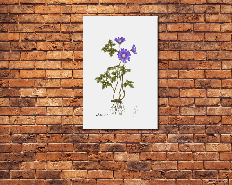 anemone metal poster on a brick wall