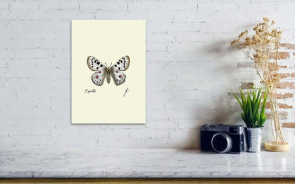 Apollo butterfly fine art hanging on a wall next to a camera. 