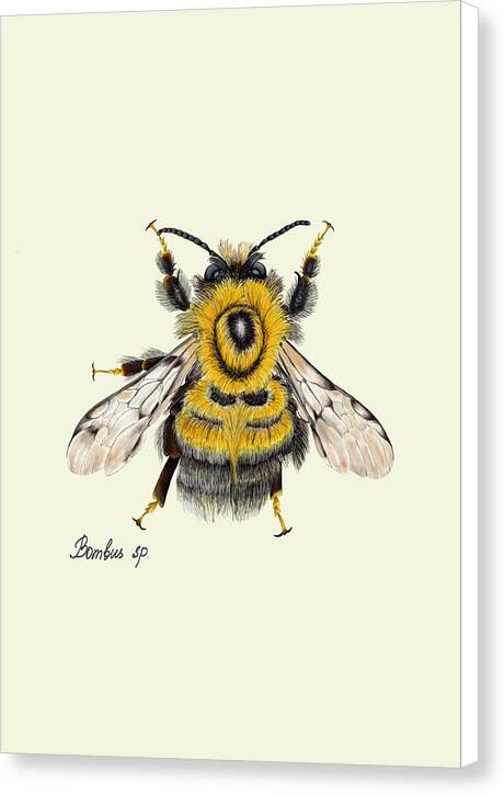 bumblebee-white sided-canvas-print