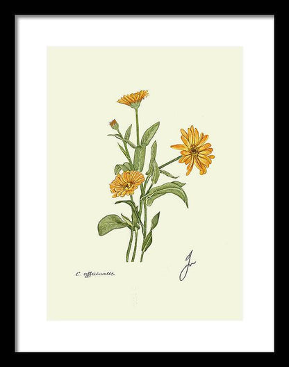 calendula officinalis on black framed print