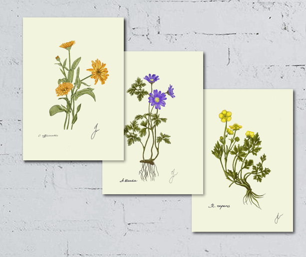 flower trio of fine art posters - calendula anemone and ranunculus on a White wall