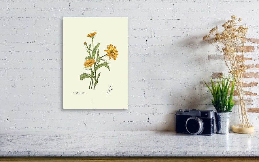 calendula canvas print on white wall. marble table with camera and plant