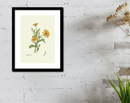 calendula drawing  black frame print on white wall