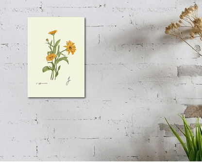 calendula fine art on white wall