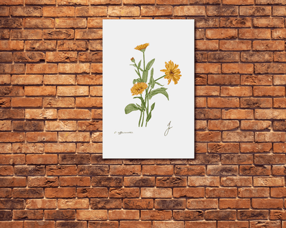 calendula metal poster on a brick wall