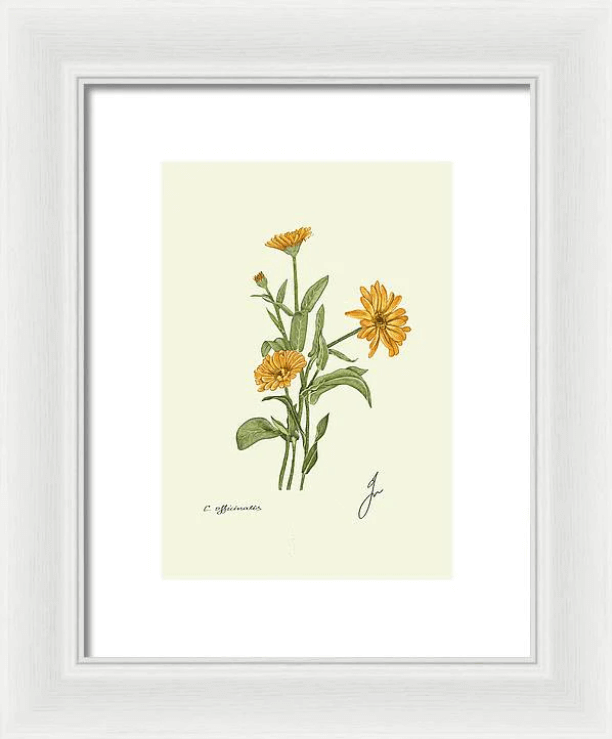 calendula officinalis on white framed print