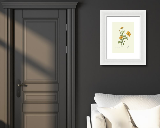 calendula white framed print on dark wall