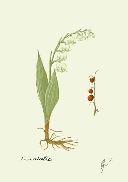 Convallaria Art Print A4 for the Spring Flower Collection