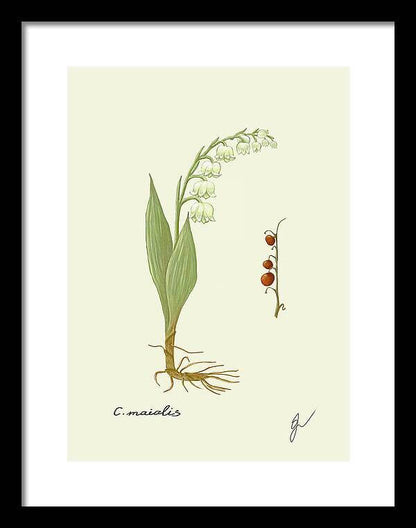 convallaria on a black framed print