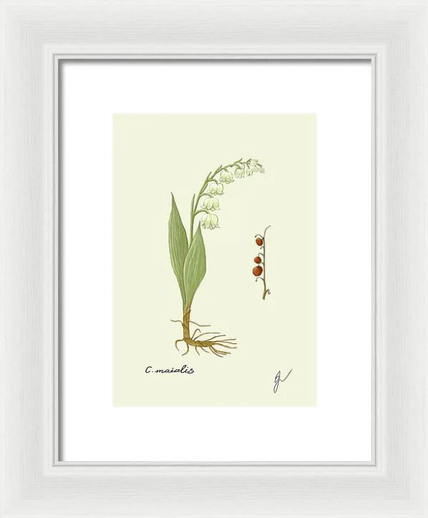 convallaria majalis on white framed print