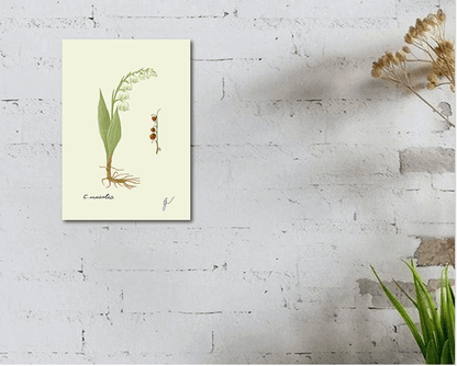 convallaria white framed print on white wall