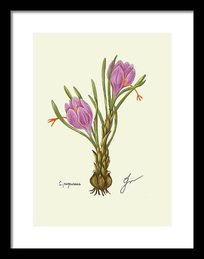 crocus on a black framed print