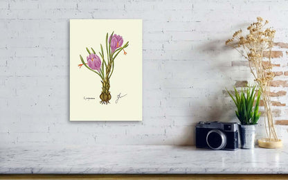 crocus canvas print on white wall