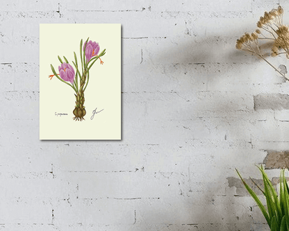 crocus fine art print on white wall