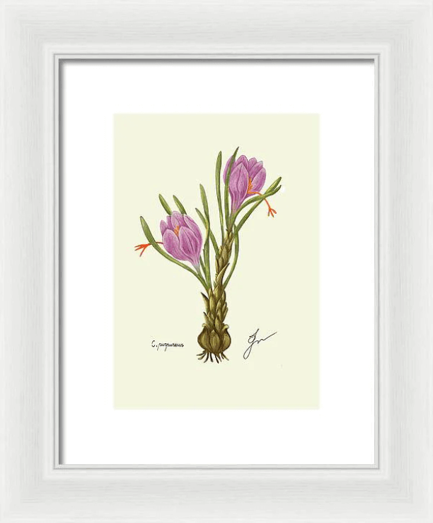 crocus on white framed print