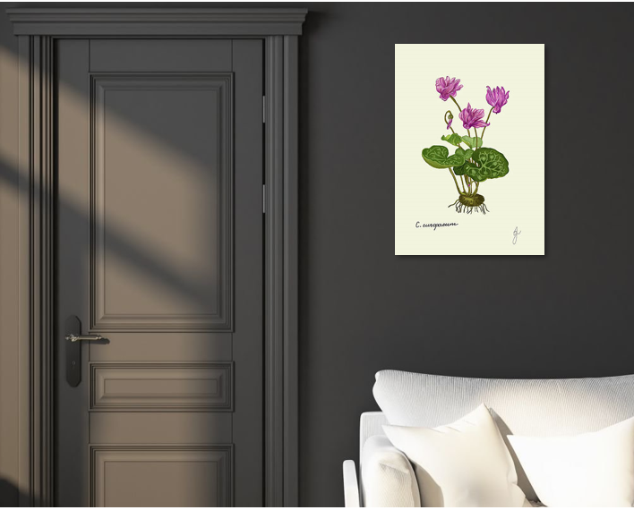 cyclamen fine art print on dark wall