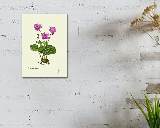 cyclamen print on a white wall