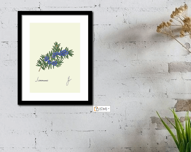 juniper botanical art print with a black frame on a white wall