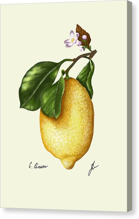 lemon-canvas-print