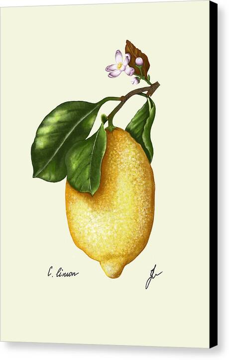 lemon-canvas-print with black side