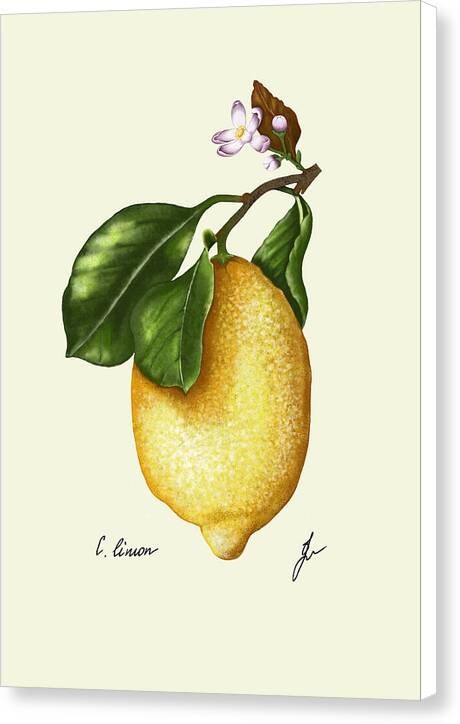 lemon-canvas-print with white side