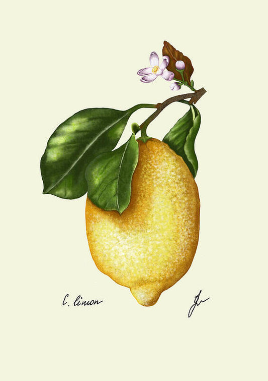 lemon painted on a fine art print with extreme level of details