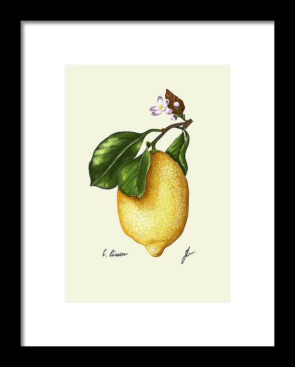 lemon canvas print on white wall. on a table a camera and a plant. 